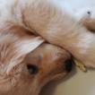 Hunter, Golden Retriever