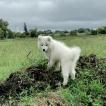 Patxi, Samoyedo