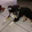 Pablo, Pastor De Shetland