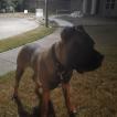 Magic, Cane Corso