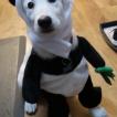 Sir Nitro Kodiak