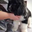 Purdey, Terranova