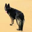 Wotan, German Shepherd Dog
