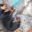 Prada, Rottweiler