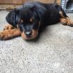 Pickney Papangue, Rottweiler