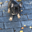 Luna, Bulldog Francés