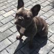 Harley, Bulldog Francés