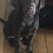 Finnegan, Labrador Retriever