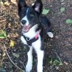 Ruby, Border Collie