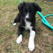 Paco, Border Collie