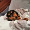 Percy, Cavalier King Charles