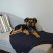 Lulu, Pastor Australiano