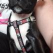 Koda, Staffordshire Bull Terrier