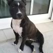 Praline, Staffordshire Bull Terrier