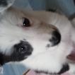 Myrrha, Border Collie