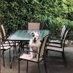 Luna, Bulldog americano