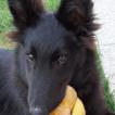 Bebe, Belgian Shepherd Dog