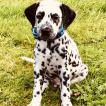 Toby, Dalmata