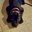 Kia'i, Cane Corso