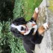 Lily, Boyero De Berna