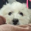 Sugar, Bichon