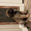 Murphy, Leonberg
