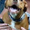 Madness "Maddie", Staffordshire Bull Terrier