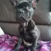 Shelby, Bouledogue Français