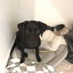 Lola, Labrador Retriever