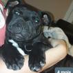 Tyson, Staffordshire Bull Terrier