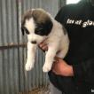 PITCHOUN, Kangal