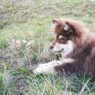 Kiba, Finlandés de Laponia