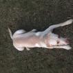 Lab Lab, Labrador Retriever