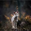 Avalon, Saarloos Wolfhund