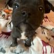 Pumba, Staffordshire Bull Terrier