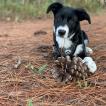 Milo, Border Collie