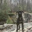 Dante, Cane Corso