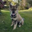 Pooky, Eurasier