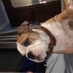 Dexter, Bulldog