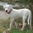 Tyson, Dogo argentino