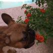 Murphy, Bulldog Francés