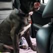 Raven, Cane Corso