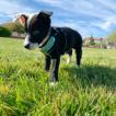Kuma, Border Collie