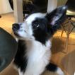 Maia, Border Collie