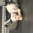 Payat, Dogo Argentino