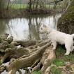 Poupy, Westies