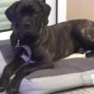 Pongo, Cane Corso