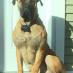 Louna, Bullmastiff