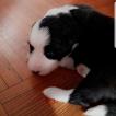 Poppie, Border Collie
