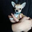 Poppy, Chihuahua